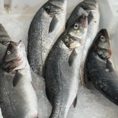 Сибас, bar или loup de mer, на льду в ящике на рынке в Марокко