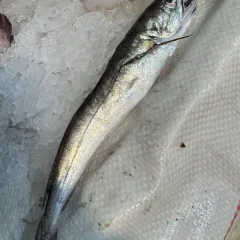 Хек, merlu, на льду рядом с кальмарами на марокканском рынке